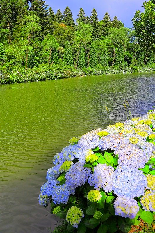 拉戈内格罗和绣球花，格拉马多，里约热内卢Grande do Sul，巴西